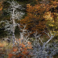 Parc Torres del Paine: couleurs d'automne