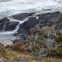 Parc Torres del Paine: après les feux dévastateurs