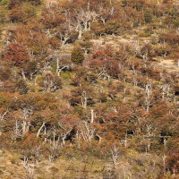 Paysage d'automne et arbres morts dûs aux incendies