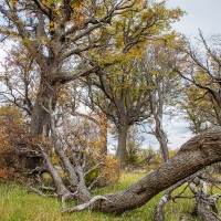 parc Torres del Paine: balade en forêt