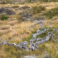 parc Torres del Paine: arbre calciné