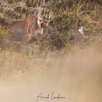 Puma mangeant un guanaco