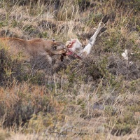 Puma mangeant un guanaco