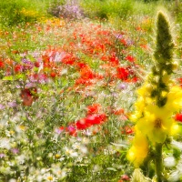 Molène à fleurs denses