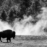 Parc Yellowstone: Bison et fumerolles