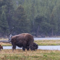 Bison d'Amérique:femelle et son veau sous la pluie