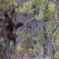 Ours noir: ourson de l'année cannelle foncé