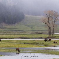 Bison dans la Lamar valley