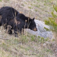 Ours noir: femelle dévalant la pente