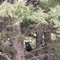 Ours noir: ourson de l'année