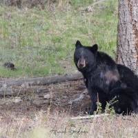 Ours noir: femelle sous les premirs flocons