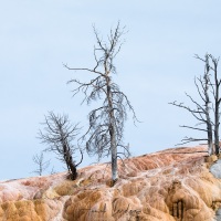 Parc Yellowstone: Mammoth hotsprings terraces