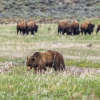 Grizzli et bison à proximité des bisons