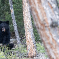 Ours noir: femelle et ourson de l'année