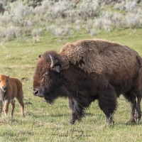 Bison: femelle et son veau
