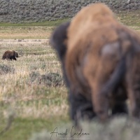 Grizzli et bison