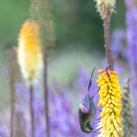 Souimanga tacazze sur les Kniphofias