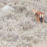 Loup d\'Ethiopie dans les immortelles