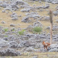 Loup d\'Ethiopie: besoin naturel