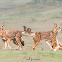 Loup d\'Ethiopie: rencontre de la meute et calins