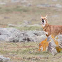 Loup d\'Ethiopie: jeune inquiet et aboyant