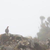 Francolin dans le brouillard