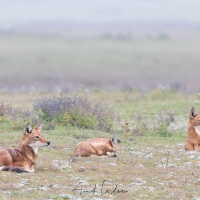 Loup d\'Ethiopie au réveil