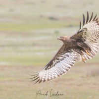 Aigle des steppes