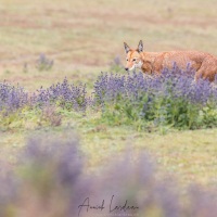 Loup d\'Ethiopie