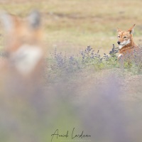 Loup d\'Ethiopie: passage d\'un congénère