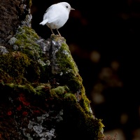 Traquet afroalpin leucique