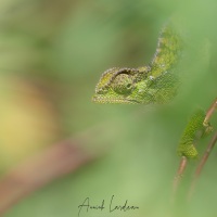 Caméléon