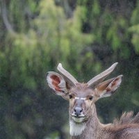 Nyala des montagnes: jeune mâle