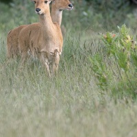 Cobe des roseaux: duo