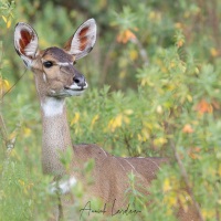 Nyala des montagnes: femelle