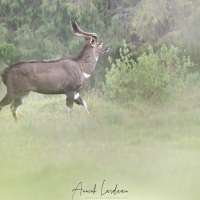 Nyala des montagnes: mâle