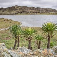 Plateau du Sanetti