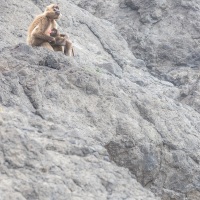 Gélada: sur les rochers