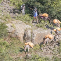 Transport de marchandises