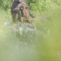 Babouin olive: femelle et son jeune