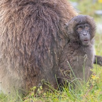 Gélada: tout contre maman