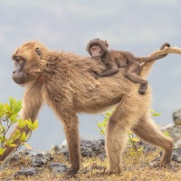 Gélada: un bébé bien accroché