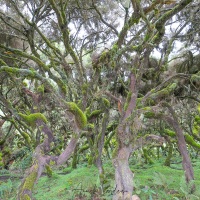 Forêt de bruyère arborescente