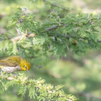 Zostérops à dos gris