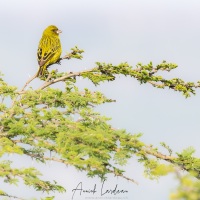 Serin d\'Abyssinie