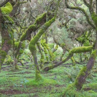 Forêt de bruyère arborescente