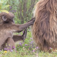 Gélada: bébé jouant avec le pelage de sa mère