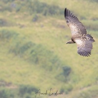 Vautour fauve