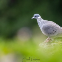 Pigeon à collier blanc