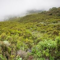 Brouillard sur la forêt humide